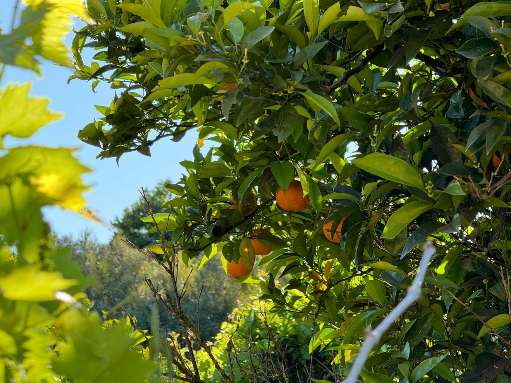 L'Orto Villa San Vero Milis Eksteriør bilde